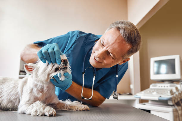 Best Chipped Tooth Repair Near Me  in Hugo, OK
